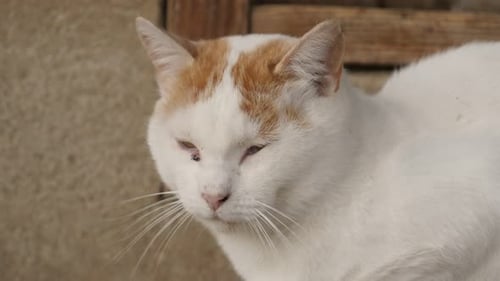Junge weiße Hauskatzen machen ein Nickerchen im Hof 4K 2160p 30fps UltraHD-Aufnahmen - Schöne Felis sil