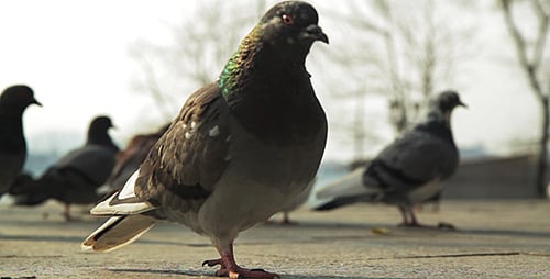 World of Pigeons