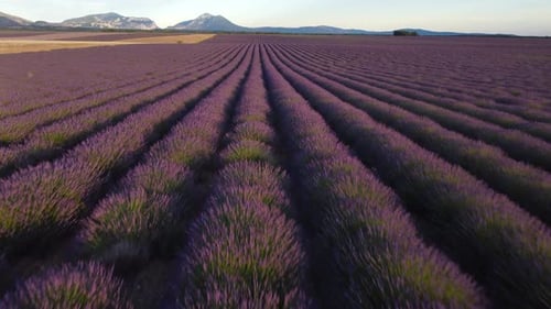 Lavendelfeld-Sommer blüht in der Landschaft von Valensole