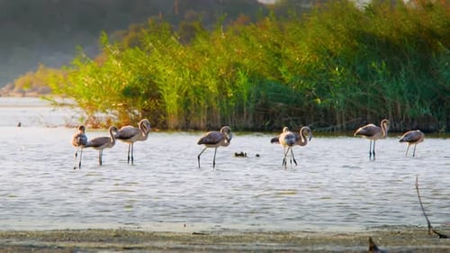 Flamant rose (2,7 km)