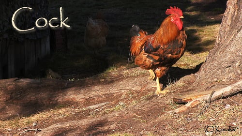 Cock