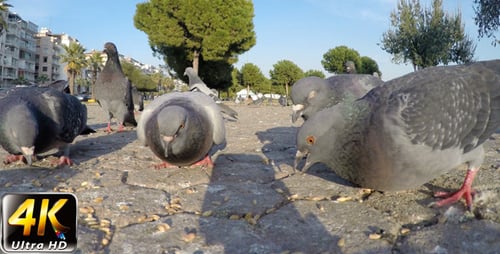 Pigeon 3