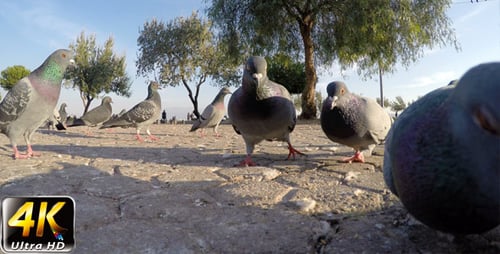 Pigeon 4