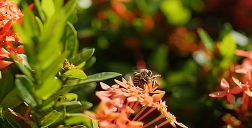 Honeybees Foraging on Vibrant Red Tropical Flowers
