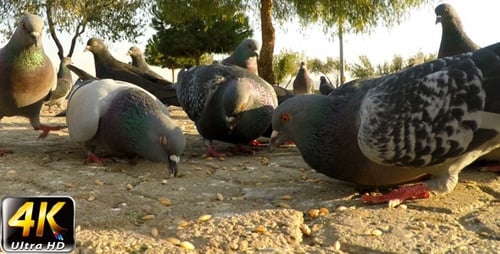 Pigeon 5