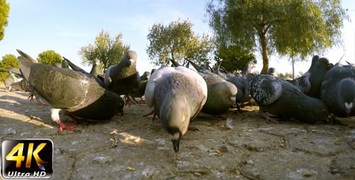Pigeon 6