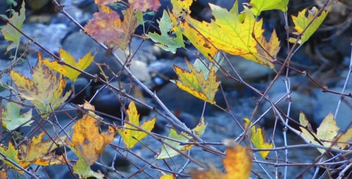 Leaves and Creek