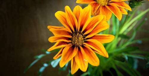 Orange Gazania Flower Blooming in Time Lapse
