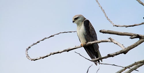 Elegant Bird Perched on a Tree Branch