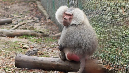Majestic Baboon Perched on a Log