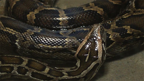 Detailed Close-up of a Snake Coiled