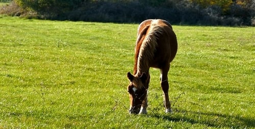 Pferd 1