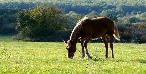 Pferd 2