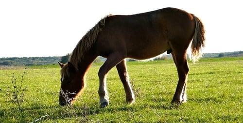 Horse 6
