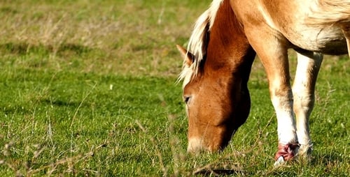 Horse 8