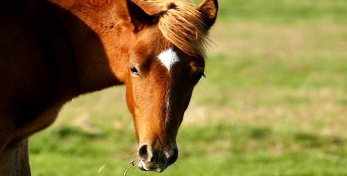 Pferd 9