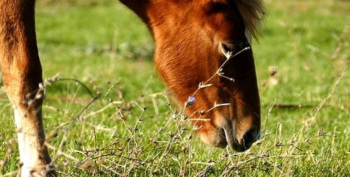 Pferd 10