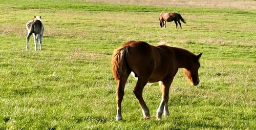 Horses 5