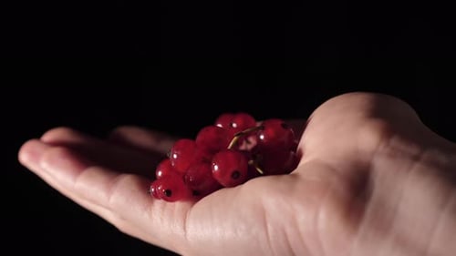 Hand holding fresh red currants on black