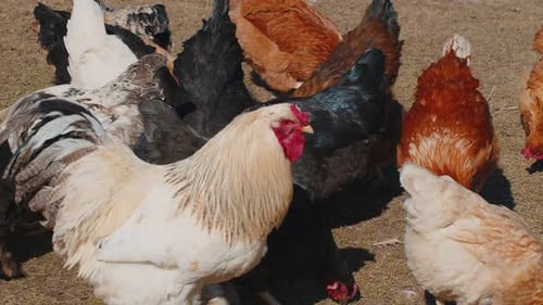 Domestic FreeRange Pasture Chickens Roosters Walking On Grass Feeding On Rural Eco Home Farm Coop