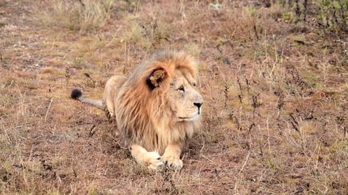 Lion Resting on Grassy Ground in Nature