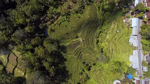 Flying Above Rice Fields