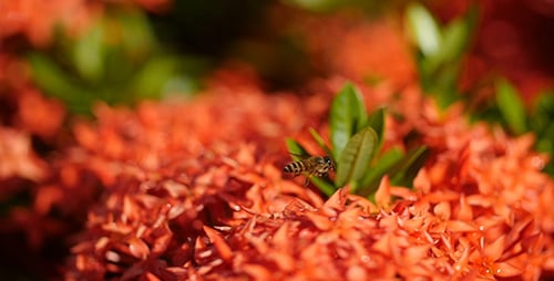 Bees Gathering Pollen on Vibrant Red Flowers