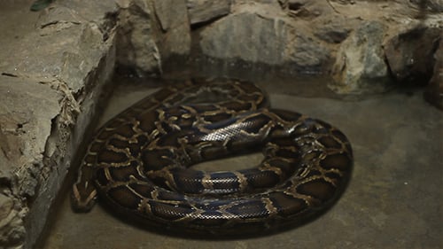 Serpent Boa Constrictor