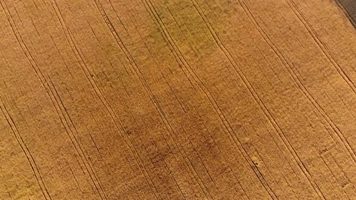 Flying Over Field of Yellow Ripe Wheat During Dawn Sunset