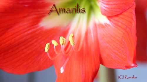 Flor de amarilis 2