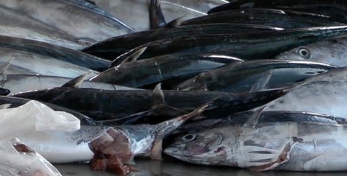 Geschäft für Fische 3