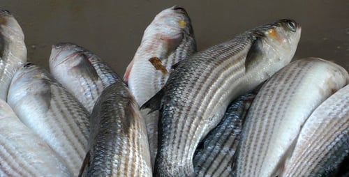 Peixaria 4