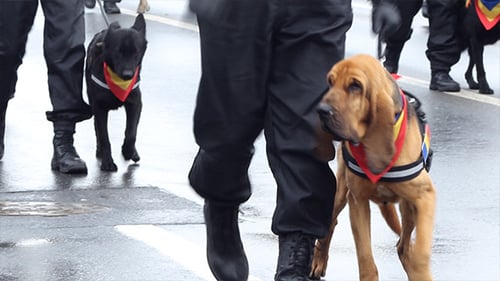 Police Dogs Marching in City Parade