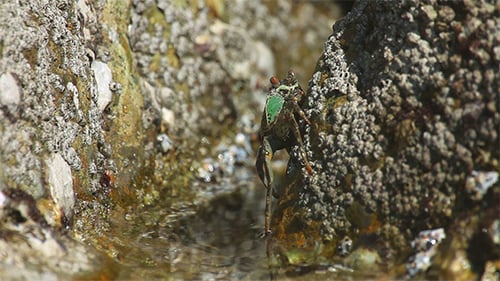 Crab