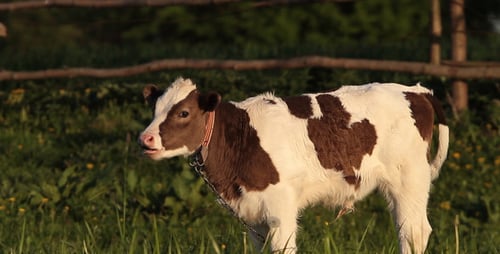 Young Calf Grazing in a Green Meadow