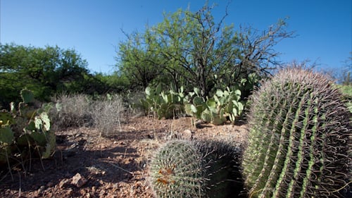 Arizona Wüstenkaktus