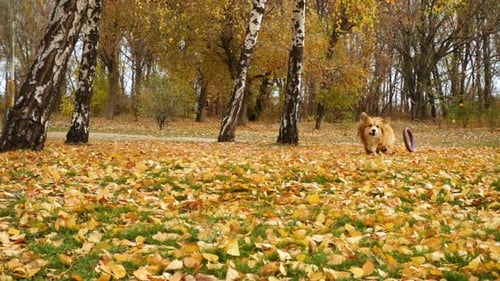 Corgi Fluffy Autumn Walk