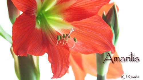 Amaryllis Flower 5