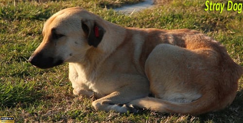 Dog Reclining on Grass Lawn in Sunlight