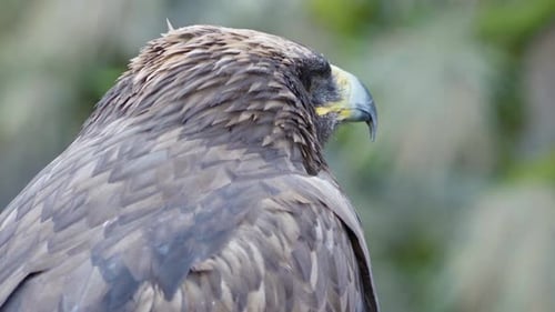 Ein Adlervogel sitzt und schaut sich um. Nahaufnahme.