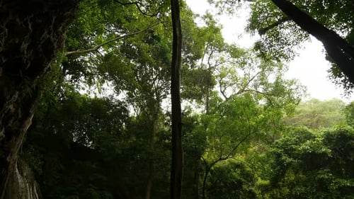 Lluviando en el bosque