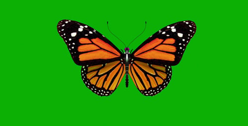 Butterfly on Green Background