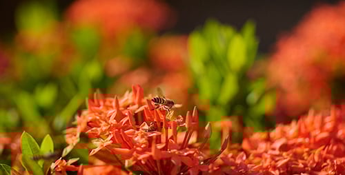 Honeybees Pollinating Vibrant Red Tropical Flowers