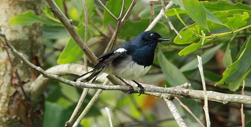 Black and White Bird Perched on Branch in Forest