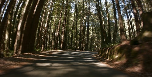 Forrest Road 2
