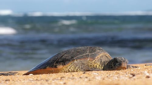 Gran tortuga marina descansando en una playa de arena blanca, relajante y cálida luz del atardecer en Hawái