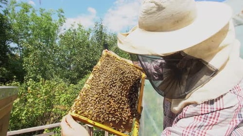 beekeeper holding a honeycomb full of bees closeup