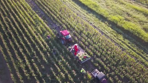 Aerial of tractor and corn wagon in corn field with workers on a summer morning.