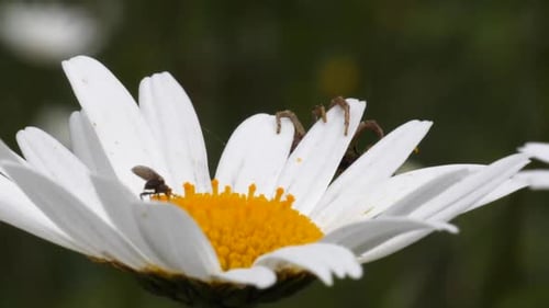 Un moustique suce le nectar d'une fleur de marguerite pendant qu'une araignée attend au bord du flux