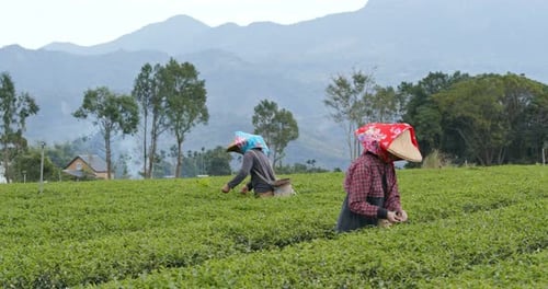 People pick tea leaves in the farm
